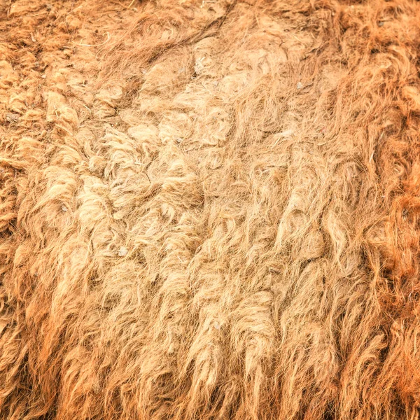 Camel wool — Stock Photo, Image