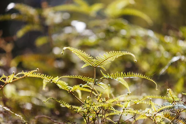 Foglie di felce verde fresco nel bosco — Foto Stock