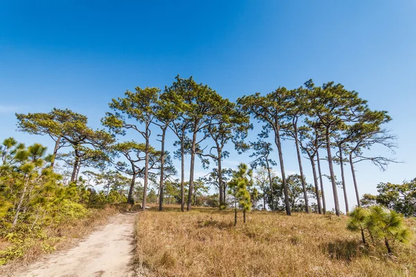 Pine tree in rain forest — Stock Photo, Image