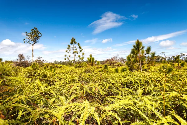 Floresta de pinheiros e samambaias — Fotografia de Stock