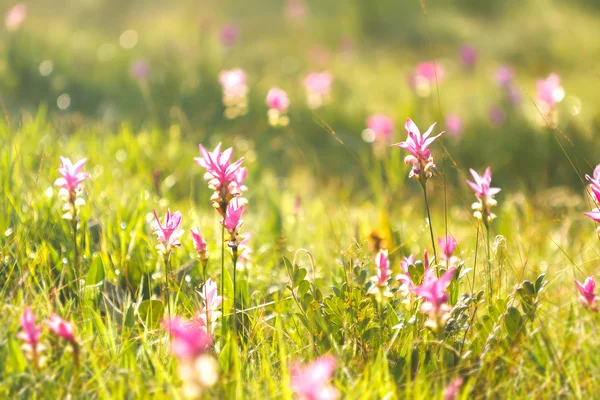 Campo rosa de Siam tulipán —  Fotos de Stock