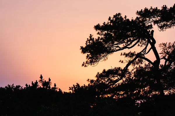 Bella alba e albero apline — Foto Stock