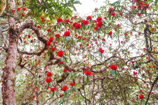 ツツジの植物は、山の上のヒマラヤ山脈です。 — ストック写真