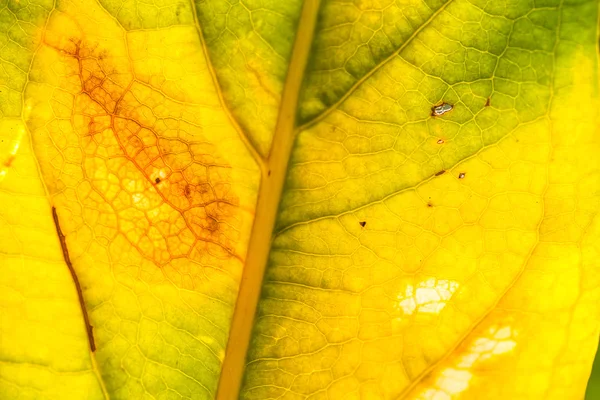 Sušené žluté listy zblízka — Stock fotografie