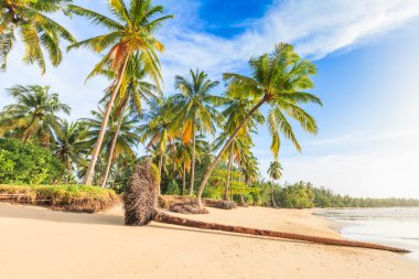 bangsak Beach'te mavi gökyüzü ve palmiye ağaçları, phangnga, Tayland.