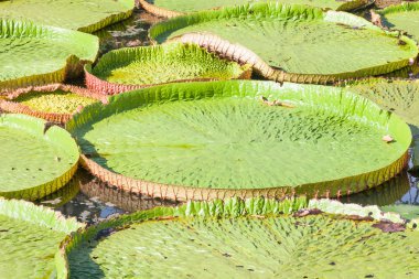 Lotus yaprağı