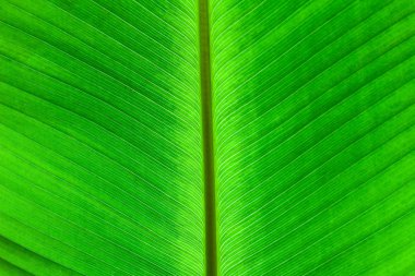 muz yaprağı arka plan Özeti