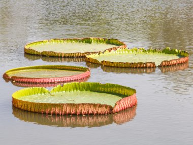 Lotus yaprağı
