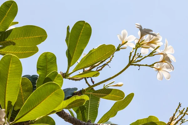 Branch of tropical flowers frangipani (plumeria) — Stock Photo, Image