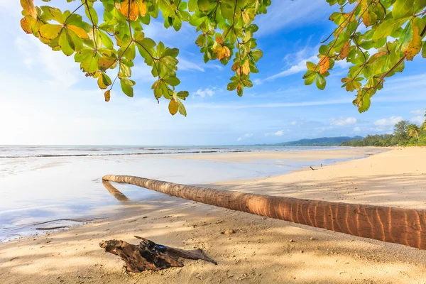 Bangsak beach i blå himmel och palm träd — Stockfoto