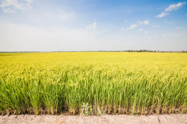 Campos de arroz verde —  Fotos de Stock