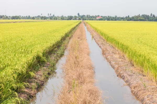 Arroz paddy verde no campo . — Fotografia de Stock