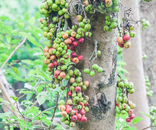 Wild fruits — Stock Photo, Image