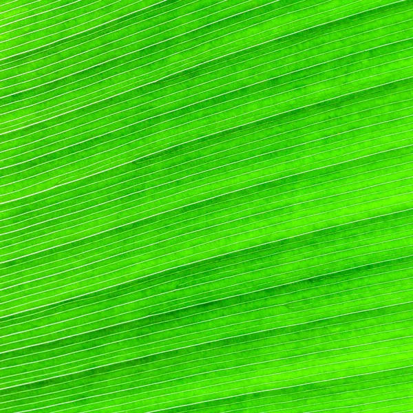 Abstract of banana leaf background — Stock Photo, Image