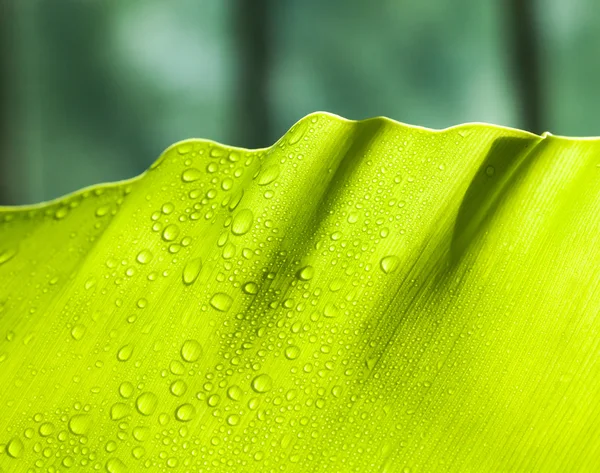 Hoja verde — Foto de Stock