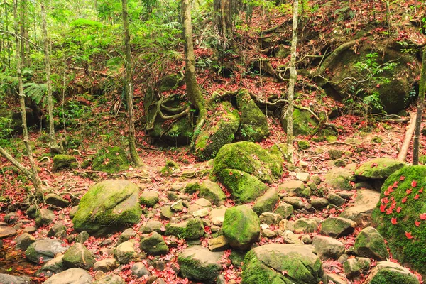 Hoja de arce rojo — Foto de Stock