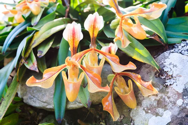 Close up van lady van slipper orchid — Stockfoto