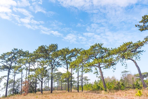 Alpine trees — Stock Photo, Image