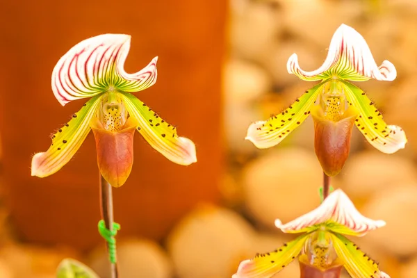 Lady's slipper orchid — Stock Photo, Image