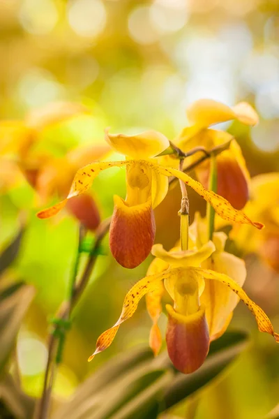 Orquídea de chinelo da senhora — Fotografia de Stock