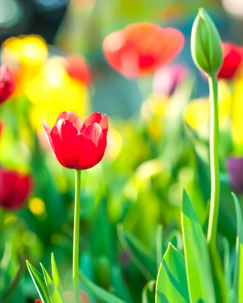 Tulipes rouges rétroéclairées par le soleil de fin d'après-midi — Photo