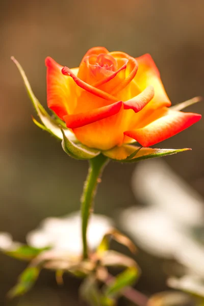 Růže oranžová — Stock fotografie