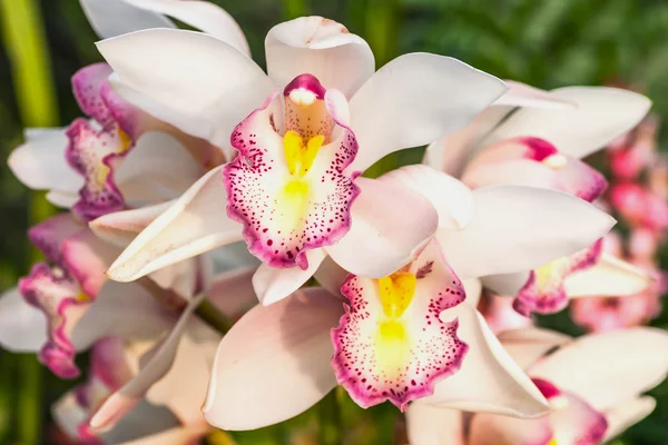 Purple orchid — Stock Photo, Image