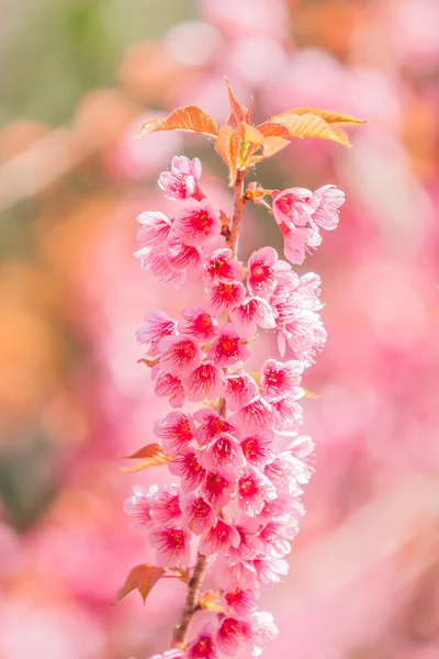 Sakura pink flower — Stock Photo, Image