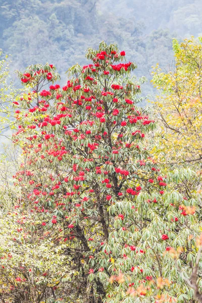 ツツジの植物は、山の上のヒマラヤ山脈です。 — ストック写真