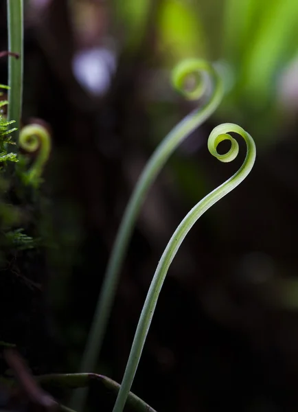 Galho encaracolado contra fundo verde, detalhes da natureza — Fotografia de Stock