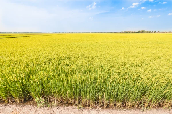 Pól ryżowych zielony — Zdjęcie stockowe