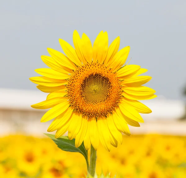 Mooie gele zonnebloem — Stockfoto