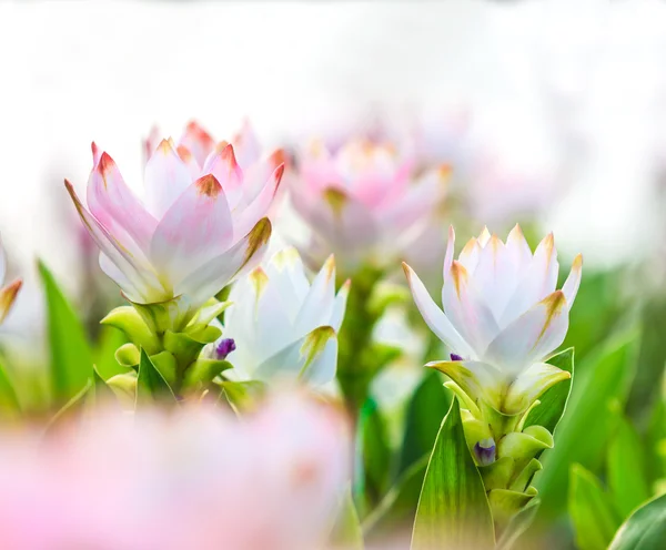 Rosa Blüten — Stockfoto