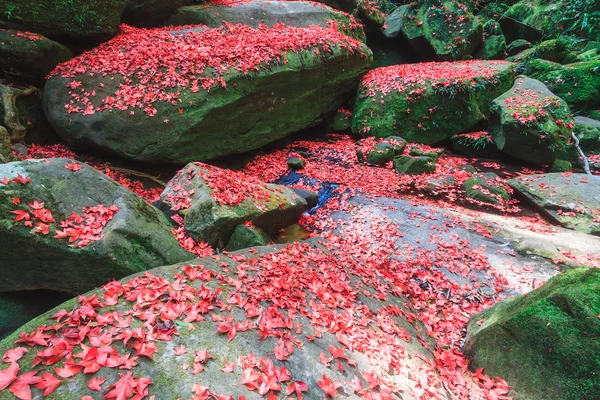Rotes Ahornblatt im Herbst — Stockfoto