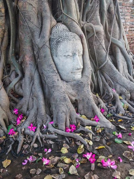 Głowa z piaskowca Buddy w korzenie drzew w wat mahathat — Zdjęcie stockowe