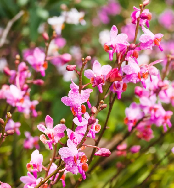 Pembe çiçek — Stok fotoğraf