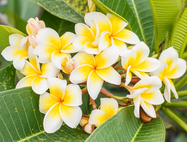 Tak van tropische bloemen frangipani (plumeria), thailand Stockfoto