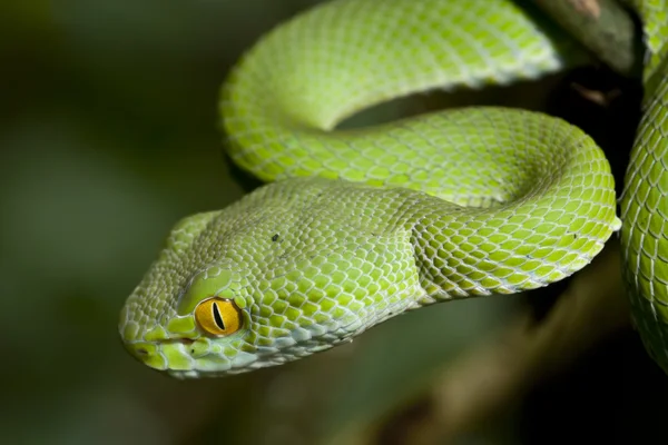 Grüne Schlange — Stockfoto