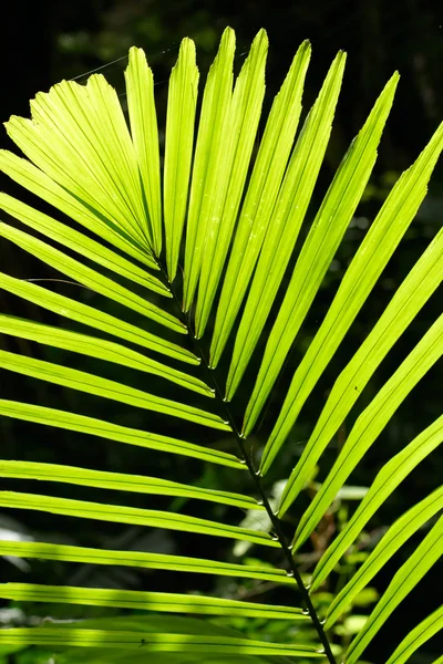 Пальмовый лист подсвеченный солнечным светом — стоковое фото