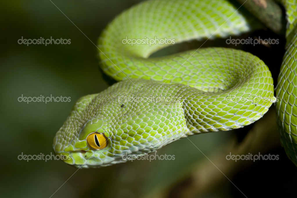 Stockfotos Snake Scales Bilder Stockfotografie Snake Scales Lizenzfreie Fotos Seite 3 Depositphotos
