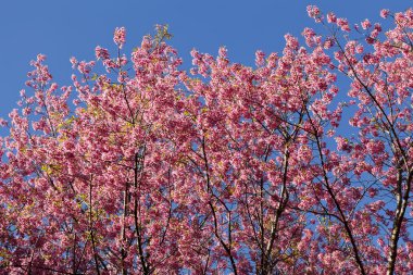 Sakura Pembe çiçek