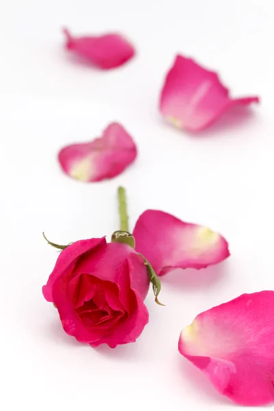 Red rose and petals — Stock Photo, Image