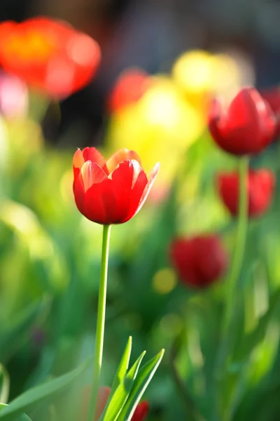 Red Tulip in thailand — Stock Photo, Image