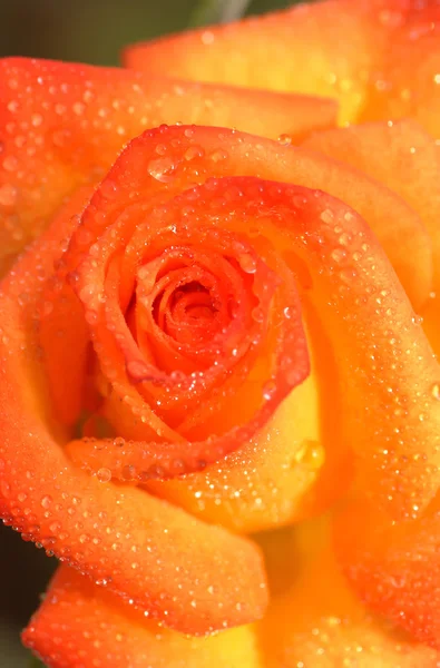 Orange rose closeup — Stock Photo, Image