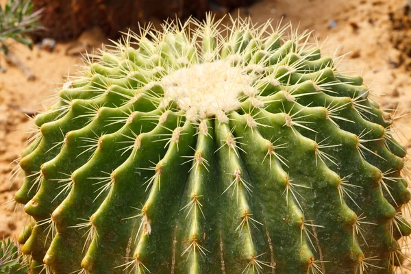 Detalle del cultivo de cactus — Foto de Stock