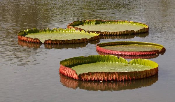 Feuille de lotus — Photo