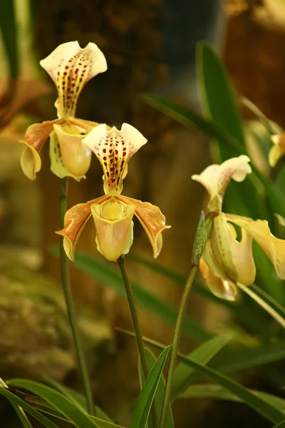 Yellow orchid, Paphiopedilum — Stock Photo, Image