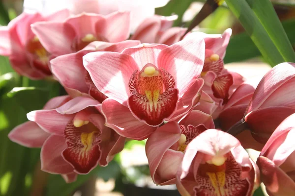 Phalaenopsis orkide. — Stok fotoğraf