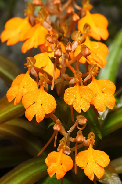 Žlutá snap dragon květ. — Stock fotografie