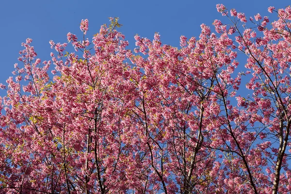 Sakura pink flower — Stock Photo, Image